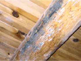 Надежная защита деревянного строения от плесневых грибов