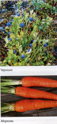 Черника+Морковь