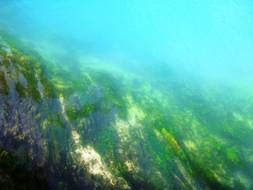 Очистка водохранилищ и бассейнов от планктона