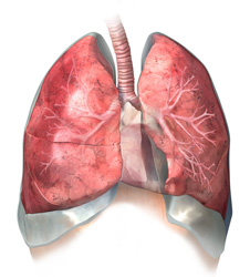 Ароматерапия против заболеваний органов дыхания и ЛОР-органов