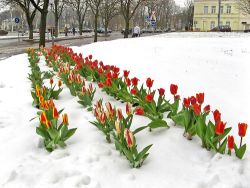Первый снег или защита растений с помощью ГуматЭМов