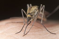 Как защититься от комаров?
