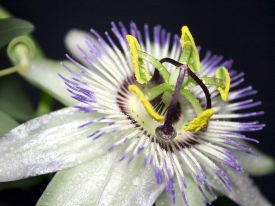 Пассифлора (Passiflora incarnata)