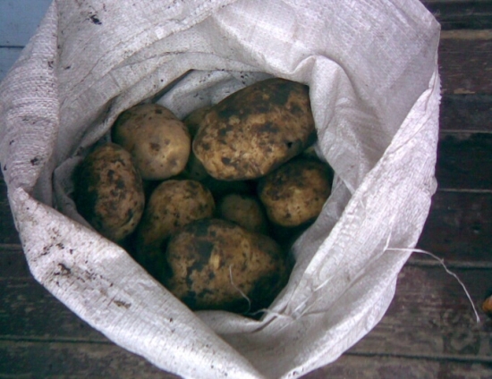 Осенний уход за картофельными грядами