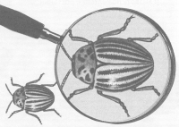 Колорадский жук сильнее отравы