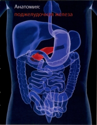 Ожирение и патология эндокринной системы