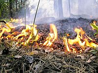 Влияние лесных пожаров на организм