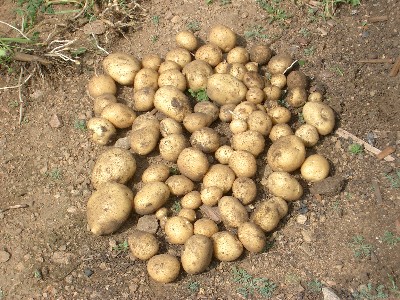 Урожай с одного куста картофеля