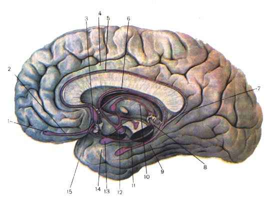 Обонятельные структуры мозга
