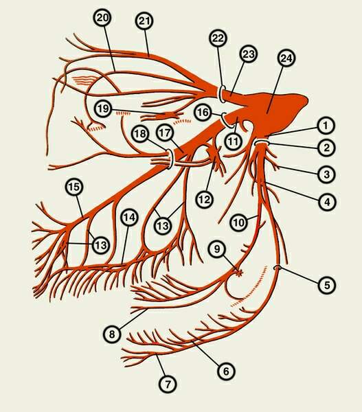 Структура тройничного нерва